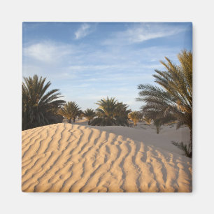 Tunesien, Sahara-Wüste, Douz, Große Düne, Palme 2 Magnet
