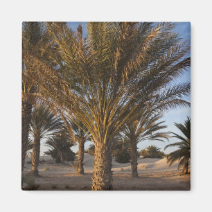 Tunesien, Sahara-Wüste, Douz, Große Düne, Palme Magnet