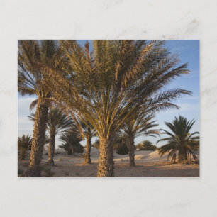 Tunesien, Sahara-Wüste, Douz, Große Düne, Palme Postkarte