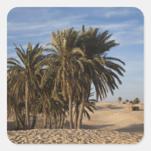 Tunesien, Sahara-Wüste, Douz, Große Düne, Palme Quadratischer Aufkleber
