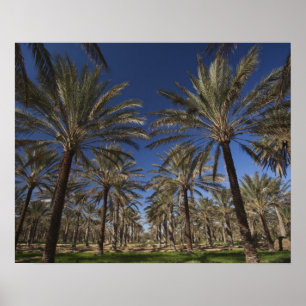 Tunesien, Sahara-Wüste, Douz, Tourismusgebiet, 2 Poster