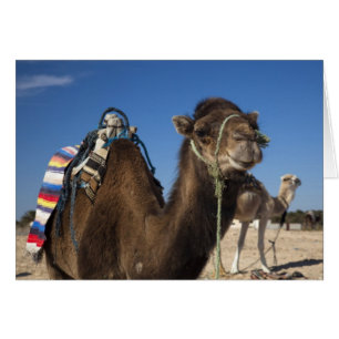 Tunesien, Sahara-Wüste, Douz, Zone Touristique,