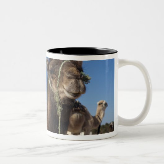 Tunesien, Sahara Wüste, Douz, Zone Touristique, Zweifarbige Tasse (Rechts)