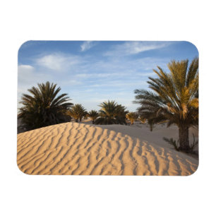 Tunesien, Wüste Sahara, Douz, großer Düne, Palme 2 Magnet