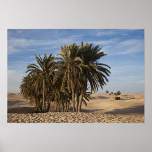 Tunesien, Wüste Sahara, Douz, großer Düne, Palme Poster