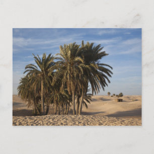Tunesien, Wüste Sahara, Douz, großer Düne, Palme Postkarte