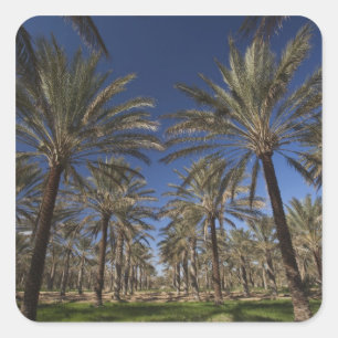 Tunesien, Wüste Sahara, Douz, Zone Touristique, 2 Quadratischer Aufkleber