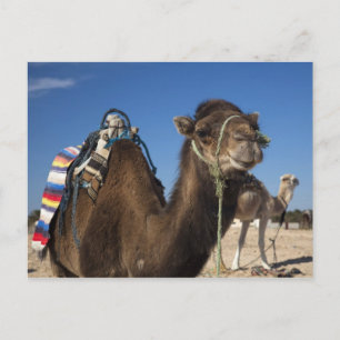 Tunesien, Wüste Sahara, Douz, Zone Touristique, Postkarte