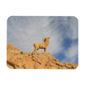 Tunesier Ziegenstatue Magnet (Horizontal)