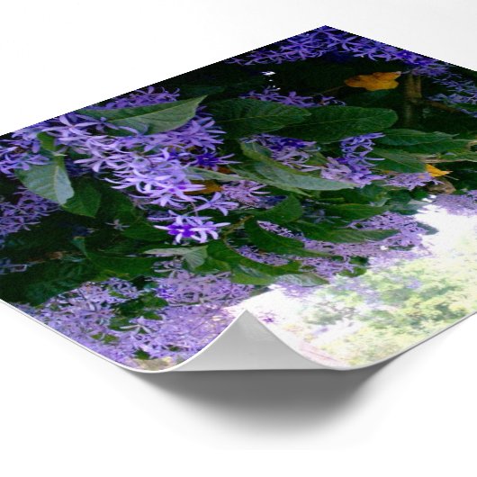 Tunnel Wisteria in Panama Poster (Ecke)