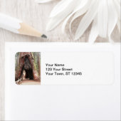 Tunnelbaum - Yosemite (Insitu)