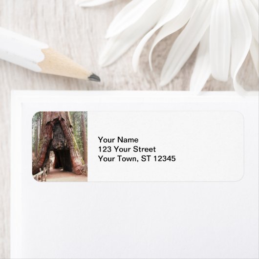 Tunnelbaum - Yosemite (Insitu)