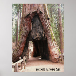 Tunnelbaum - Yosemite Poster