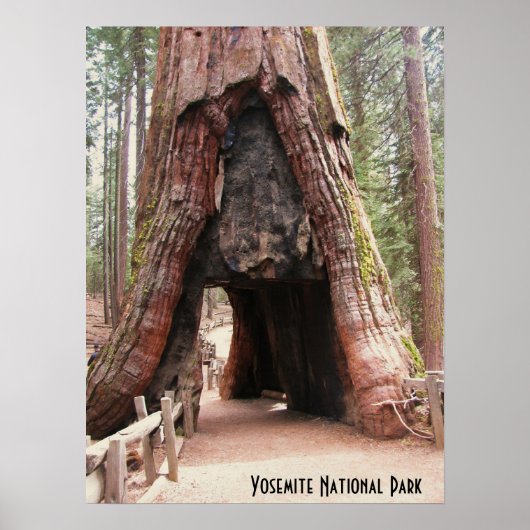 Tunnelbaum - Yosemite Poster (Vorne)