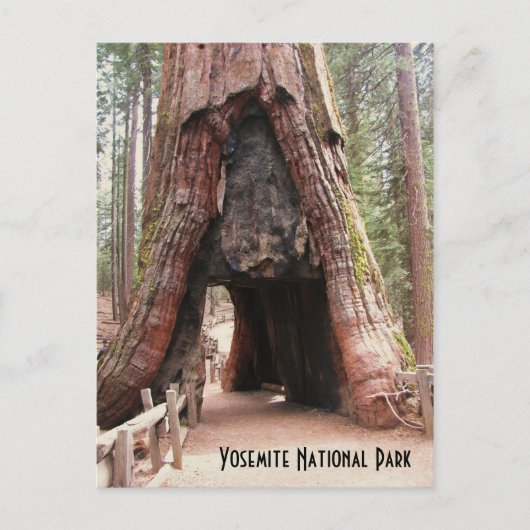 Tunnelbaum - Yosemite Postkarte (Vorderseite)