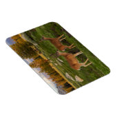 Tuolumne Meadow, Yosemite Magnet (Rechte Seite)
