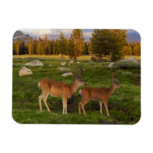 Tuolumne Meadow, Yosemite Magnet (Horizontal)