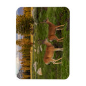 Tuolumne Meadow, Yosemite Magnet (Vertikal)
