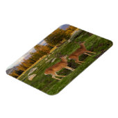 Tuolumne Meadow, Yosemite Magnet (Linke Seite)
