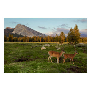 Tuolumne Meadow, Yosemite Poster