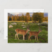 Tuolumne Meadow, Yosemite Postkarte (Vorne/Hinten)