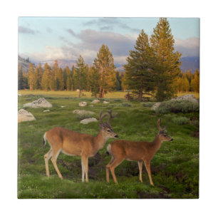 Tuolumne Wiese, Yosemite Fliese