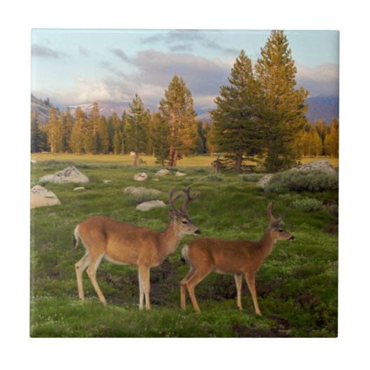 Tuolumne Wiese, Yosemite Fliese (Vorderseite)