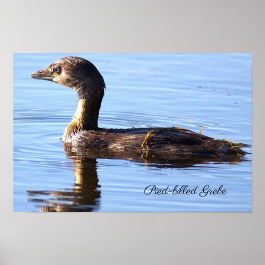 Tüpfelsumpfhuhn-Vogelposter Poster (Vorne)