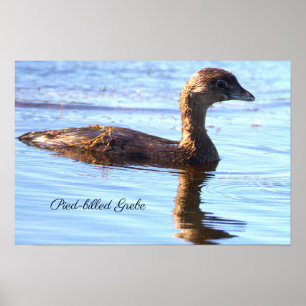 Tüpfelsumpfhuhn-Vogelposter Poster