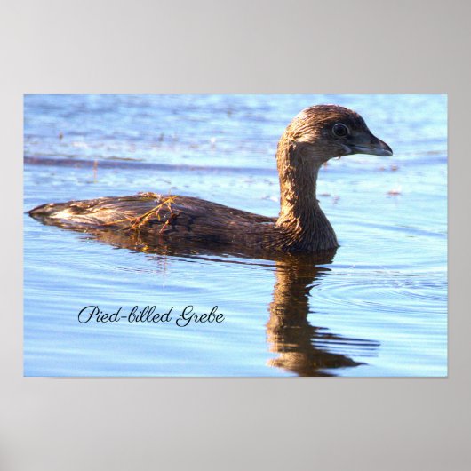 Tüpfelsumpfhuhn-Vogelposter Poster (Vorne)