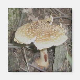 Tupfen-Pilz-Magnet Magnet