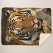 TÜR SHERPADECKE (Vorderseite (Horizontal))