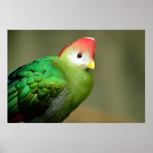 Turacovogel mit rotem Schopf Poster