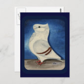 Turbit-Taube 1979 Postkarte (Vorne/Hinten)