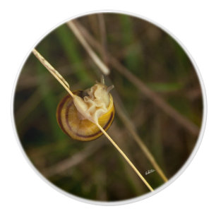 Türgriff, Foto eines Insekts in einer Muschel Keramikknauf
