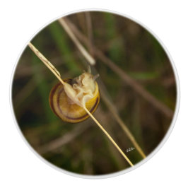 Türgriff, Photoinsekt in Schale Keramikknauf