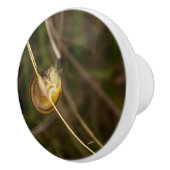 Türgriff, Photoinsekt in Schale Keramikknauf (Rechts)