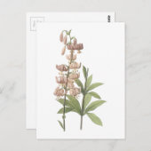 Türke-Kappe Lilie (Lilium martagon) durch Redouté Postkarte (Vorne/Hinten)