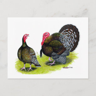 Türkei Broad Breastes Bronze Postkarte