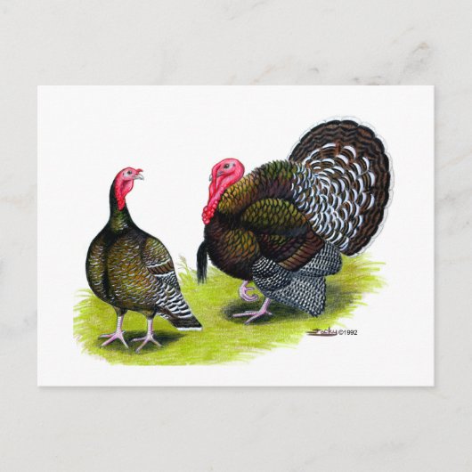Türkei Broad Breastes Bronze Postkarte (Vorderseite)