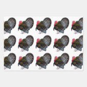 Türkei:  Bronze Tom Geschenkpapier Set (Vorderseite 3)