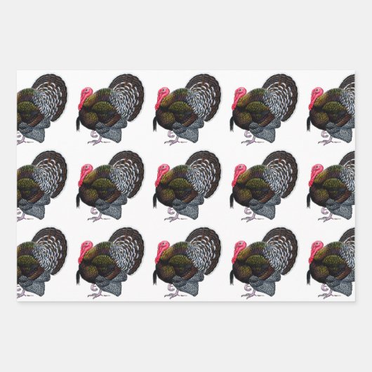 Türkei:  Bronze Tom Geschenkpapier Set (Vorderseite)