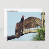 Türkei-Bussard-Vulkanier Postcard Postkarte (Vorne/Hinten)