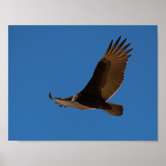 Türkei-Buzzard im Flug Poster (Vorne)