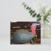 Türkei-Decoy Postkarte (Stehend Vorderseite)