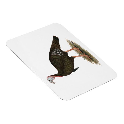 Türkei:  Eastern Wild Tom Magnet (Rechte Seite)