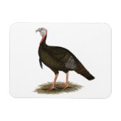 Türkei: Eastern Wild Tom Magnet (Horizontal)