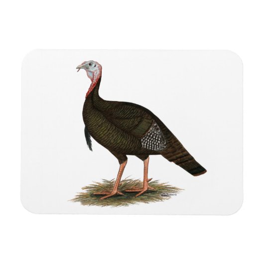 Türkei:  Eastern Wild Tom Magnet (Horizontal)