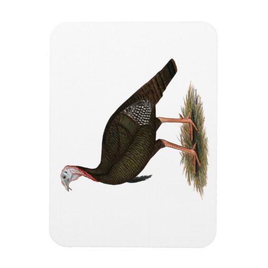 Türkei:  Eastern Wild Tom Magnet (Vertikal)