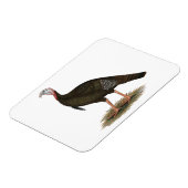 Türkei: Eastern Wild Tom Magnet (Linke Seite)